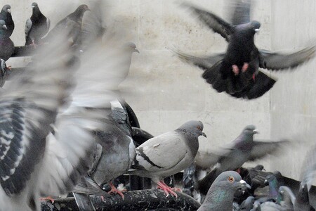 Přemnožení holubi poslouží jako potrava dravcům. Ilustrační snímek