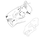 Šavlozubý tygr (kresba)