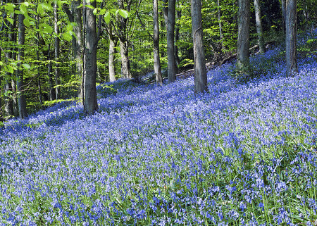 Koberce hyacintovců britských (Hyacinthoides non - scripta) jsou typické jarní rostliny v lesích, především v Anglii.
