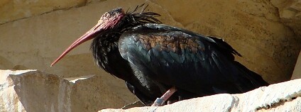 ibis skalní Foto: Werner Witte / Flickr