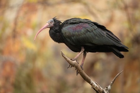 Ve volné přírodě patří ibisové skalní mezi kriticky ohrožené druhy. Pražská zoo je chová od roku 1985, jejich nynější voliéra se opírá o skálu, která ibisům poskytuje přirozený prostor k hnízdění.