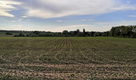 kukuřičné pole