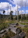 les obnovující se po kůrovcové kalamitě
