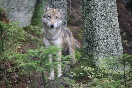 Je dobře, že se k nám vlk vrátil. Je symbolem divoké přírody a prvkem v potravní pyramidě, který pomůže regulovat počty velkých kopytníků.