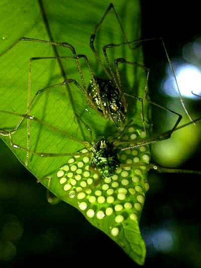 Být otcem samoživitelem může být někdy výhodné. Příkladem může být pavouk Iporangaia pustulosa, vzhledem připomínající našeho sekáče. Na snímku pavoučí rodina před rozchodem.