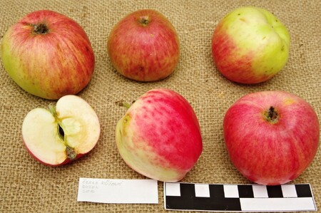 Letní jablko České růžové. Dříve byly tyto stromy skoro po celé zemi. Nedávno byla odrůda znovuobjevena na Táborsku.
