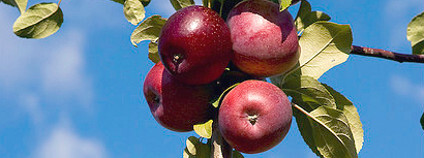 Jablka na větvi Foto: Ben McLeod / Flickr.com