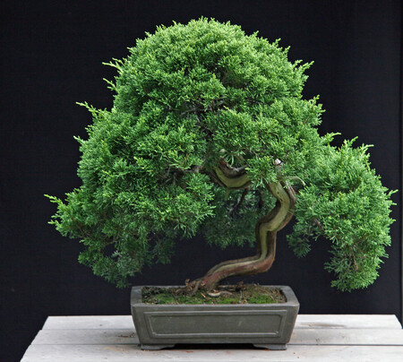 Dosud nejstarší bonsají v zahradě byl zhruba 250 let starý jalovec čínský. "Má primát v tom, že je nejdéle pěstovanou bonsají na evropském kontinentu, už přes 140 let," uvedl Studnička.