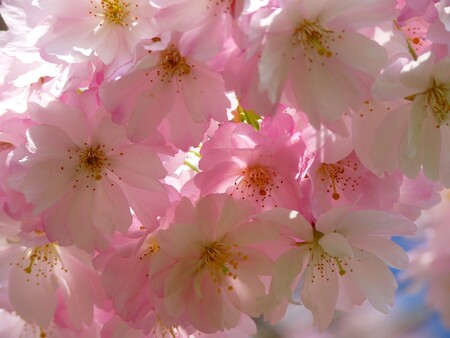 Japonskou třešeň, která na jaře kvete sytě růžovými květy, zasadil v pátek v pražské botanické zahradě v Troji slavný módní návrhář Manolo Blahnik. Strom, který si Manolo Blahník zvolil, je třešeň Prunus 'Okame'. Její jméno Okame pochází z japonštiny a odkazuje na bohyni veselí, často zobrazovanou v japonském umění. / ilustrační foto