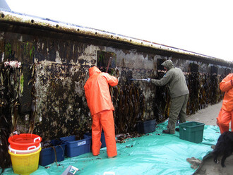 Pracovníci odstraňují z betonového doku mořské organizmy, aby zabránili jejich rozšíření do prostředí.