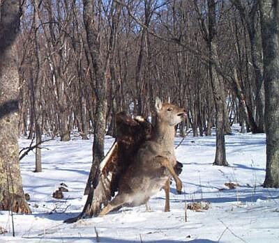 Orel skalní zaútočil na jelena siku.