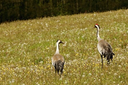 Je vysoká pravděpodobnost, že pár těchto nádherných ptáků, přezdívaných někdy také jako „ptáci štěstí“, v regionu zahnízdí, říká RAdek Drahný z Krkonošského národního parku.