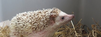 Domácí mazlíček ježek Foto: Karel Macoň DES OP