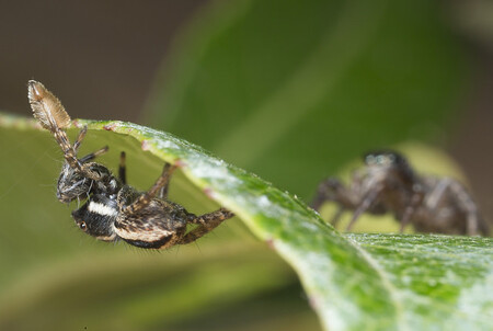 Pavouk pomocí vějičky nahání samičku ze strany na stranu. A když se samička konečně po několika hodinách unaví, může dojít k páření.