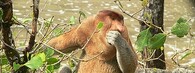 Kahau nosatý na ostrově Borneo