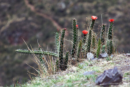 Možná se ptáte, k čemu jsou vlastně dobré pichlavé kaktusy? V řadě sušších ekosystémů Nového světa sehrávají zásadní roli pro přežití navázaných druhů živočichů.