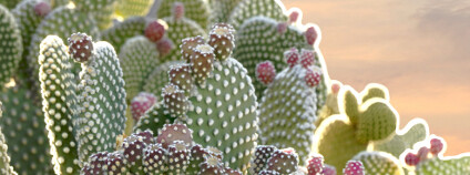 Rozkvetlý kaktus Foto: Steve Bower / Shutterstock