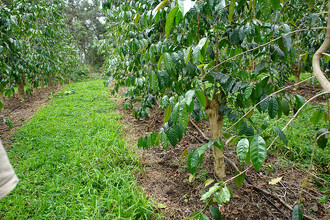 Ne všechny plodiny jsou Roundup Ready. Aplikace herbicidu pak musí být prováděna opatrně. Na snímku je herbicidem zasažený kávovník.