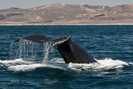 Badatelé si pomohli velrybí obdobou „otisku palce“, totiž specifickými strukturami skvrn a fleků na ocastních ploutvích velryb. K sejmutí otisku pak posloužil obyčejný fotoaparát.