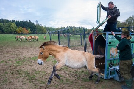 Do přísně chráněné oblasti Gobi B se přestěhuje mimo jiné klisna Saranqua, která se narodila v Praze jako 222. hříbě koně Převalského. Na ilustračním snímku vypouštění koní v Mongolsku.