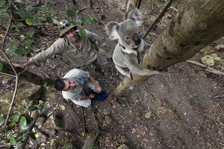 Ric Schwartz ze Zoo San Diego a Bill Ellis z Univerzity of Queensland vypouštějí koalího samce vybaveného GPS lokátorem.