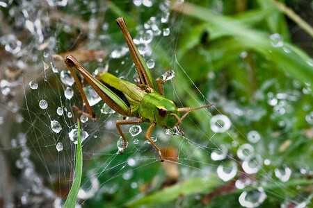 Kobylky, stresované přítomností dravých pavouků, konzumují s větší četností rostliny bohatší na sacharidy. Na snímku kobylka na pavoučí síti. Za malý okamžik skočí pryč.