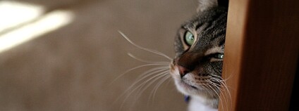 kočka Foto: Mike D / Flickr