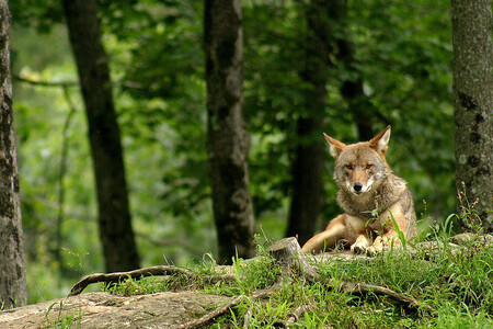 Zatímco kojotí populace expanduje, vlci se stávají stále ohroženějšími. A obnovení silné populace vlků může stát právě snadná možnost páření s kojoty v cestě.