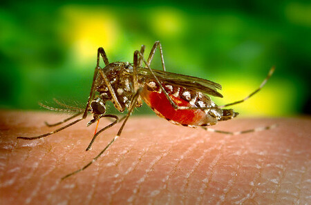 Vědci vyvinuli látku na hubení komárů, která je vábí na sladkou vůni květinového nektaru. Vědci doufají, že látka bude účinná v boji proti malárii, viru zika a jiným nemocem, které komáři přenášejí. / ilustrační foto