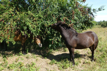 Zatímco v létě koně preferují trávy, na podzim si dopřávají také ovoce stromů a keřů