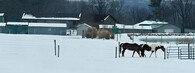 Koně v zimě