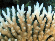 bělení korálu