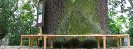 Körnerův dub v plzeňské zoo Foto: Míla Haunerová / Wikimedia Commons