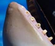 zuby kosatky dravé