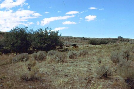 Snímek krajiny s pasoucím se skotem, pořízený v roce 1988. Několik let  později zde bude pastva skotu zakázána.