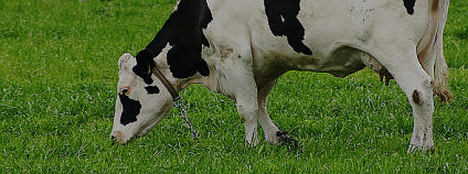 Pasoucí se kráva. Foto: Malene Thyssen Wikimedia Commons