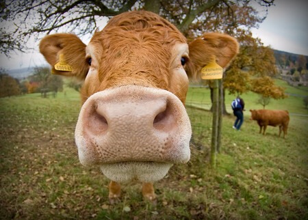 Zdravé krávy tedy povětšinou neprdí, ale říhají.