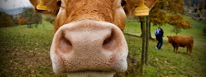 Kráva na pastvě Foto: publicenergy / Flickr