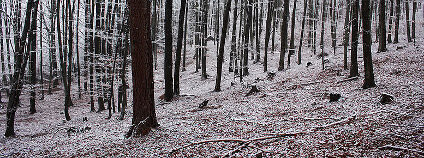 Křivoklátský listnatý les v zimě Foto: Faragas Wikimedia Commons