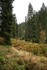 Les v oblasti Velké Mumlavy v Krkonoších