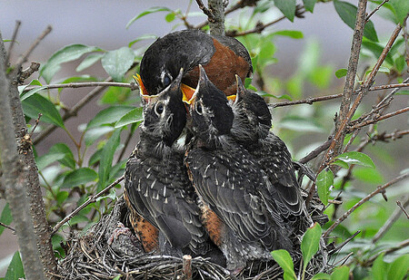 Ptáčata v hnízdě zcela závisí na svých rodičích: to od nich získávají potravu a oni je chrání. Základním prvkem, který mladým ptákům zajišťuje přežití, je vokální komunikace mezi rodiči a potomky.