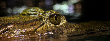 Krokodýlí oko Foto: Serena Epstein / Flickr.com