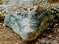 Krokodýl kubánský