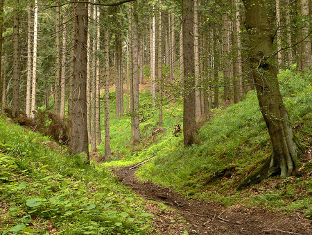 Krušné hory byly postižené imisemi po rozvoji těžby na severu Čech v 70. a 80. letech minulého století. Plošně tam odumřelo na 40.000 hektarů lesních porostů, poškozené byly i lesní půdy.