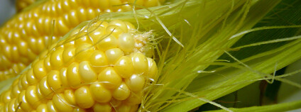 GMO kukuřice Foto: meandar / Shutterstock