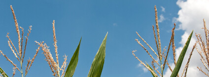 Pole kukuřice Foto:  NeydtStock / Shutterstock