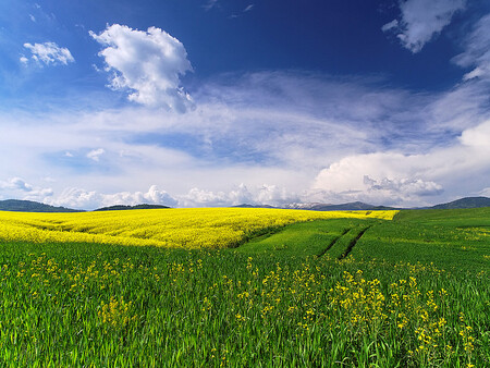 Jak by se měla využívat zemědělská půda v Evropě? Podle Novotného je GMO jediná šance.