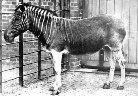 Zebra kvaga v londýnské Regent&apos;s Park ZOO na fotografii z roku 1870