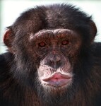 Šimpanz Sherley