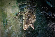 krokodýl kubánský